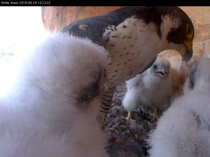 Astrid conducting another Feeding 