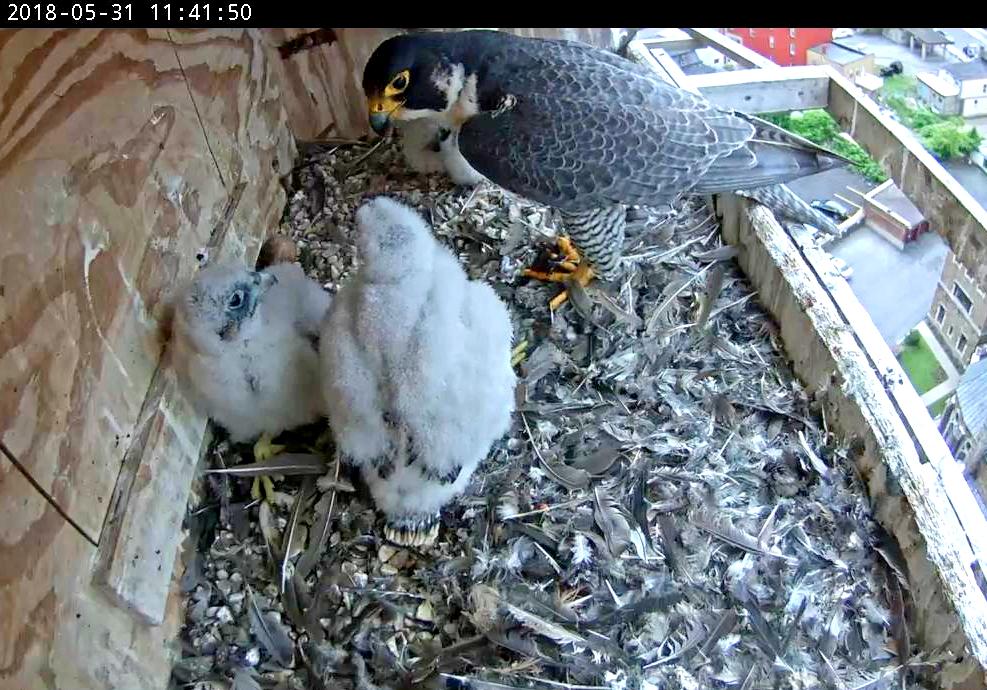 Astrid feeding the young