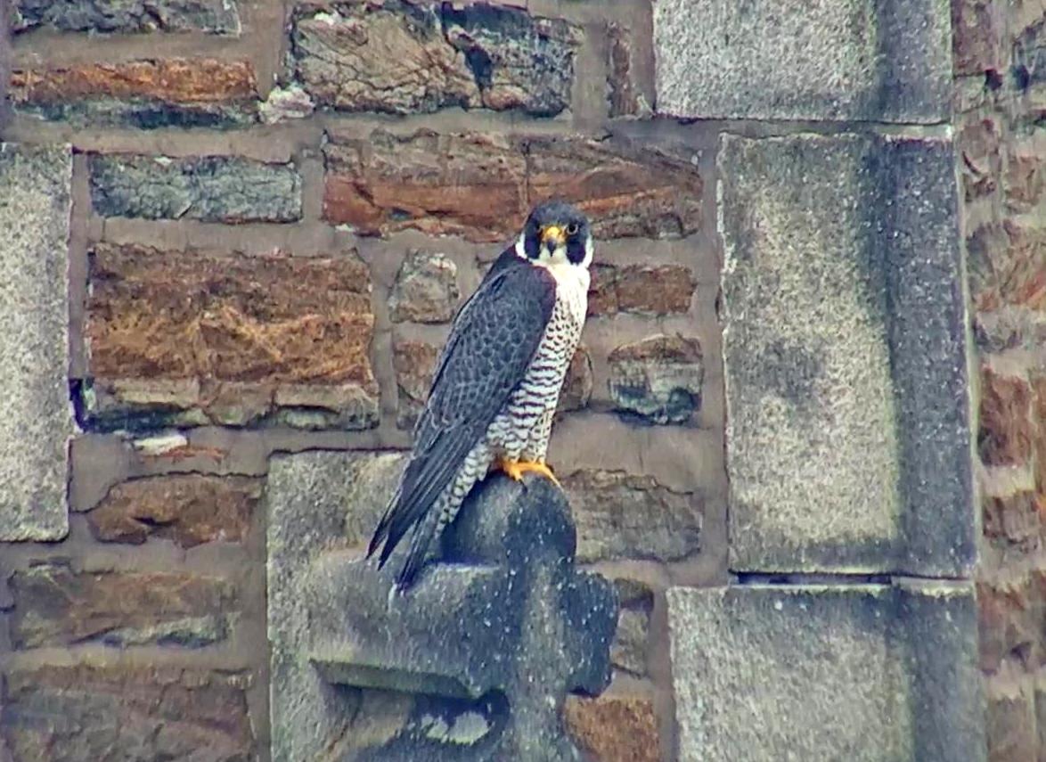 Astrid looking sleek on the steeple