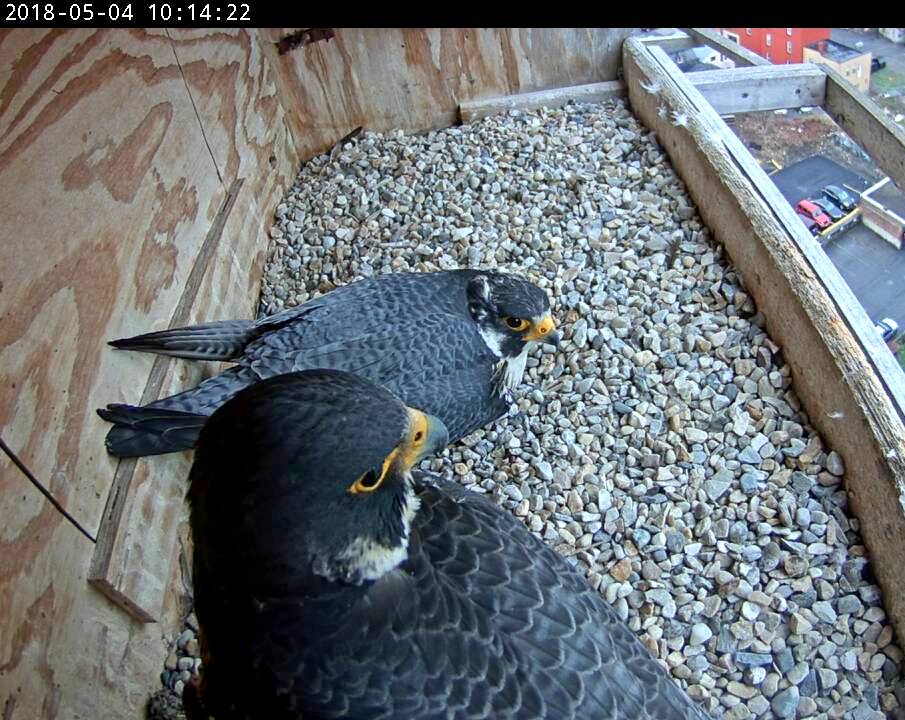 Astrid waits for Ares to get off the eggs