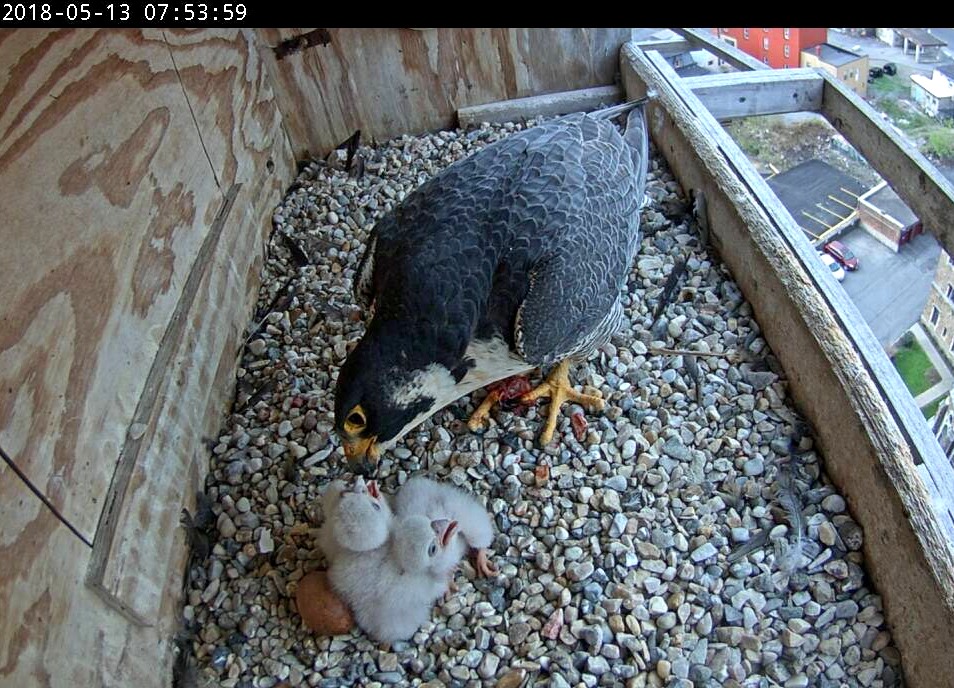 Astrid feeding the clutch