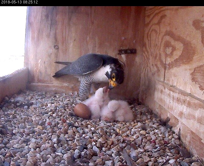 Ares gets his first chance to feed the nestlings - It kind-of worked