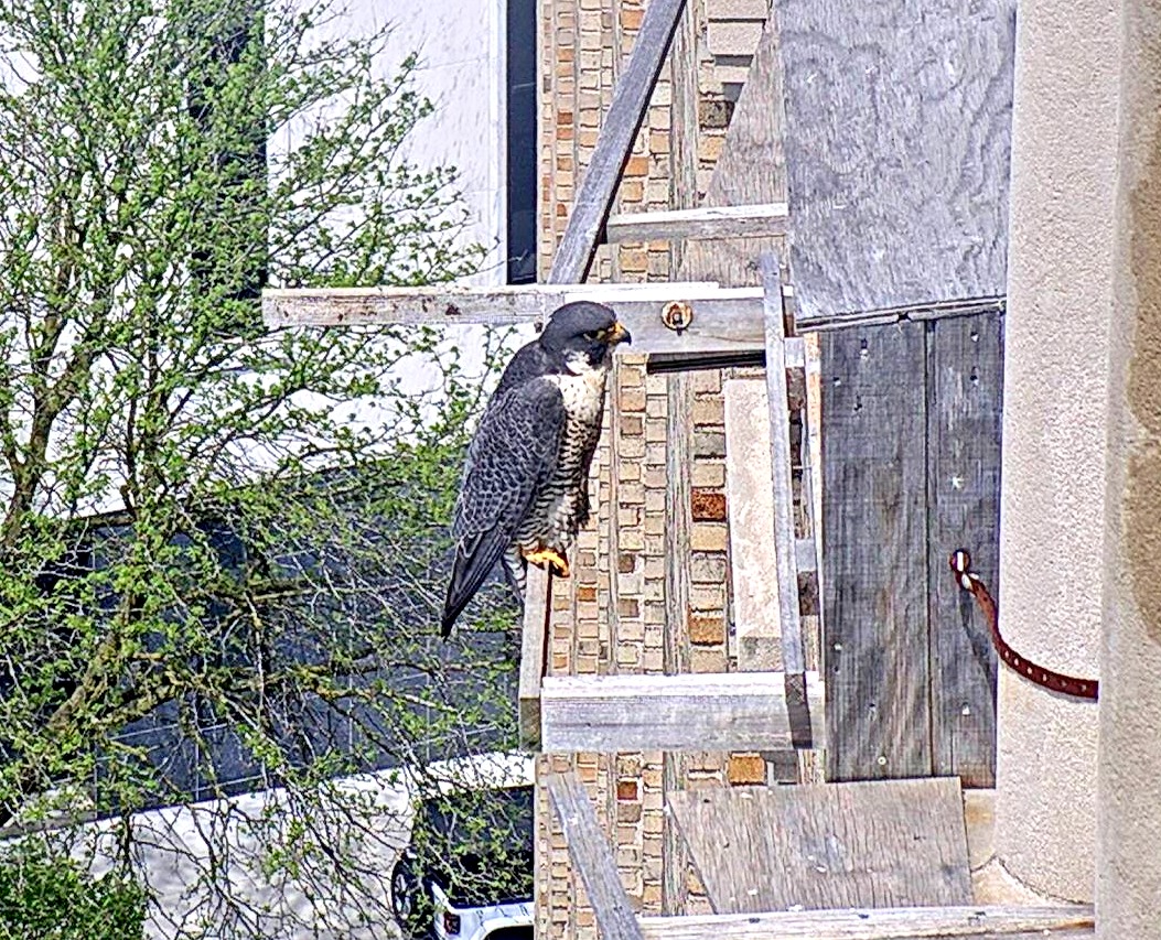 Astrid on the cross-perch