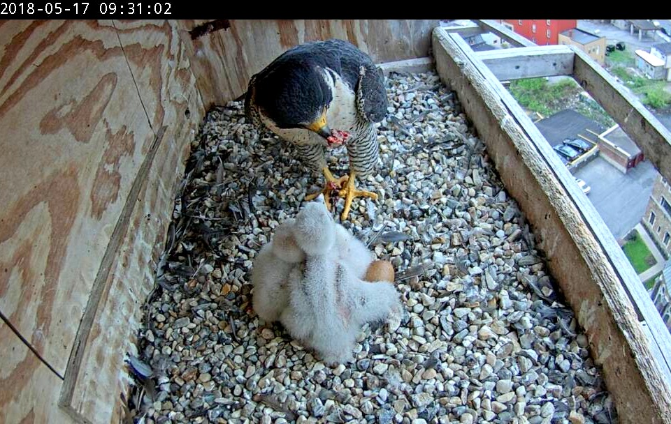 Astrid feeding the chicks