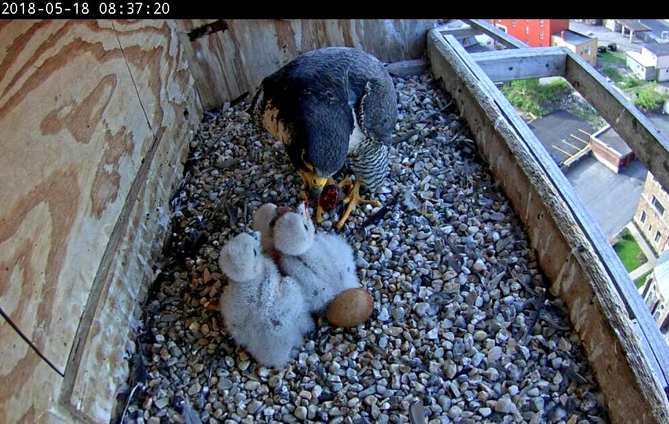 Astrid feeds the chicks