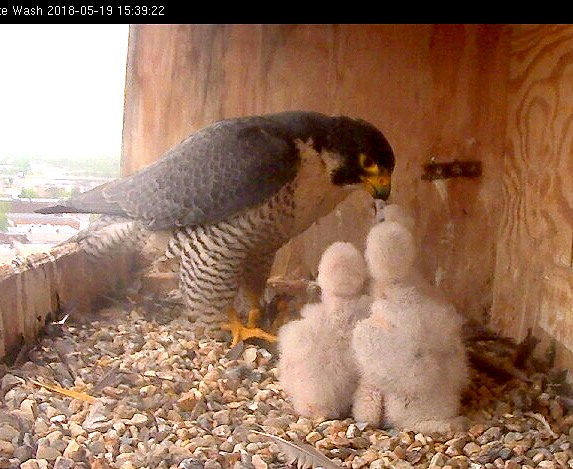 Astrid feeding three little carnivorous snowmen