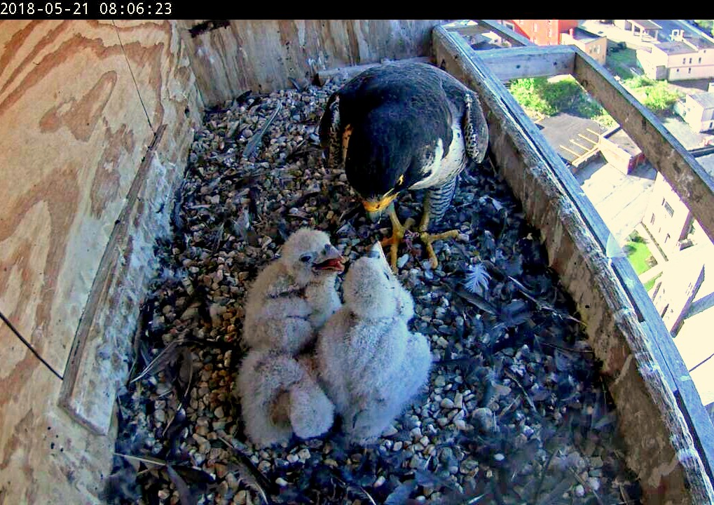 Astrid feeding the chicks - two of them anyway