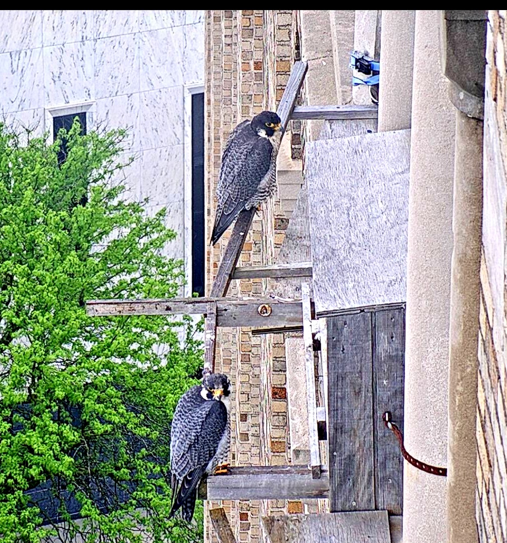 Both parents on guard duty