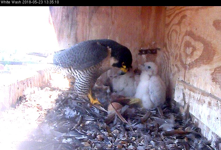 Astrid feeds the ever growing chicks