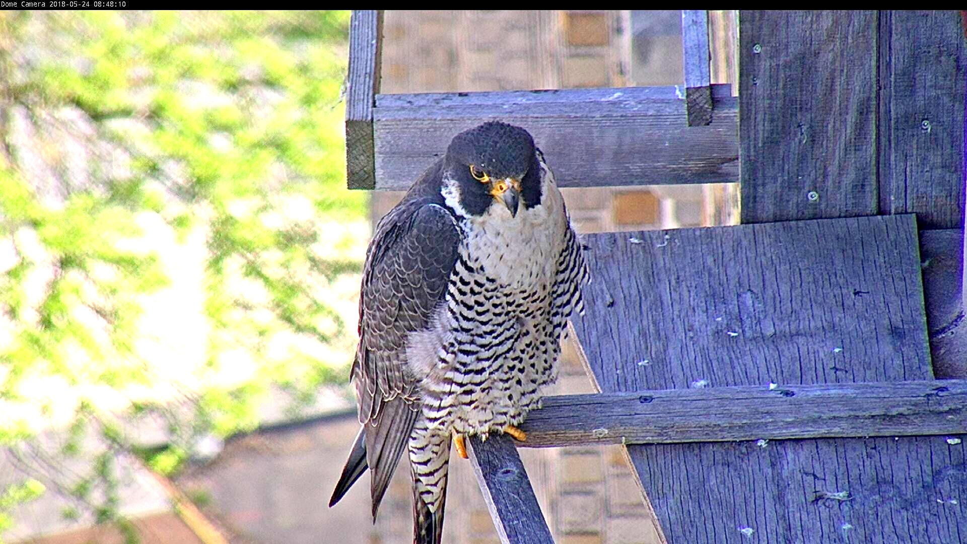 Astrid spends some time on the box's verandas 