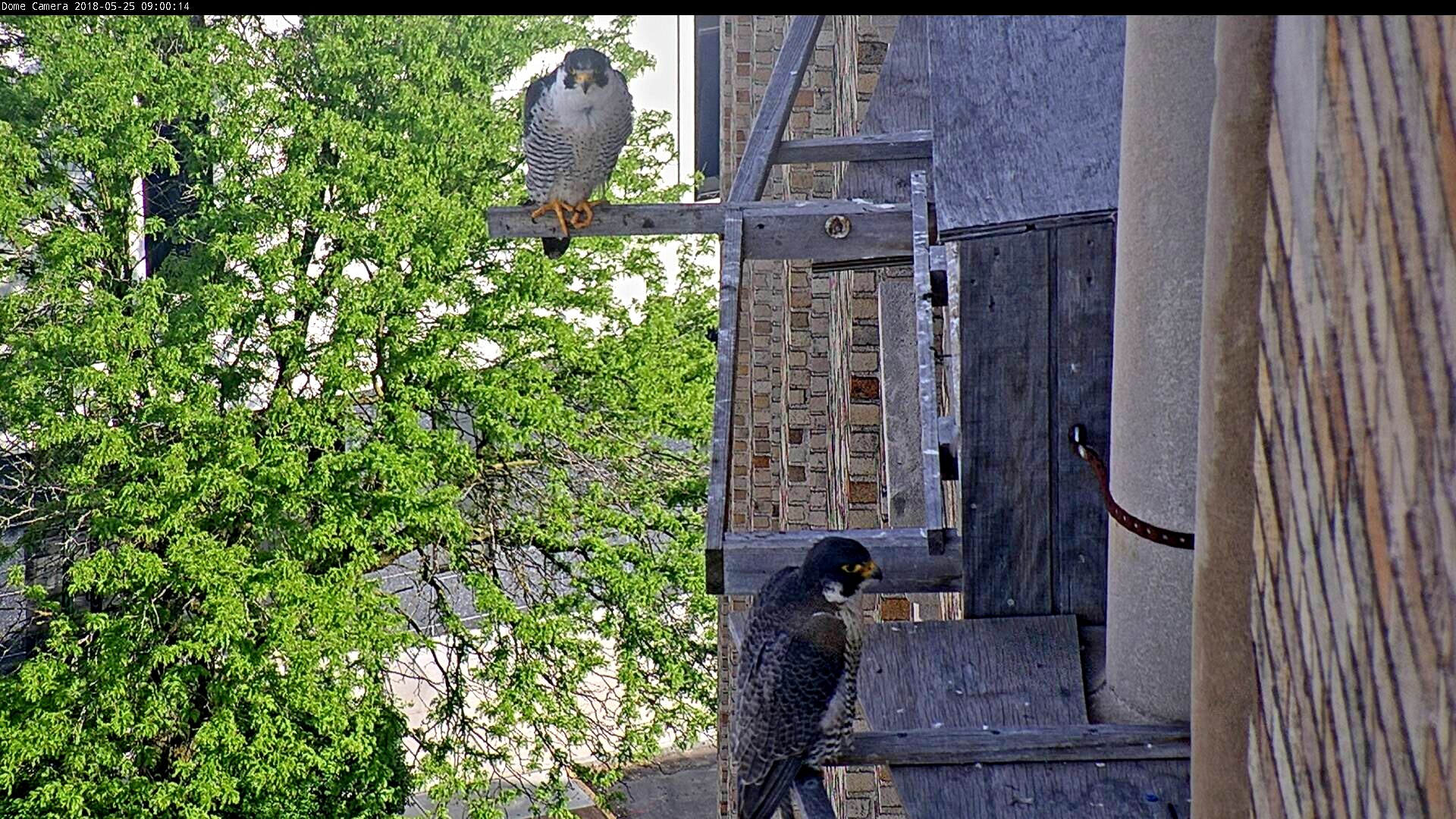 Both parents stay close to the box for a short time during the morning