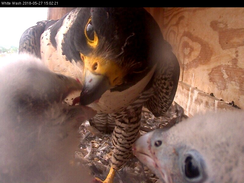 Several feeding took place right in front of the "whitewash" camera