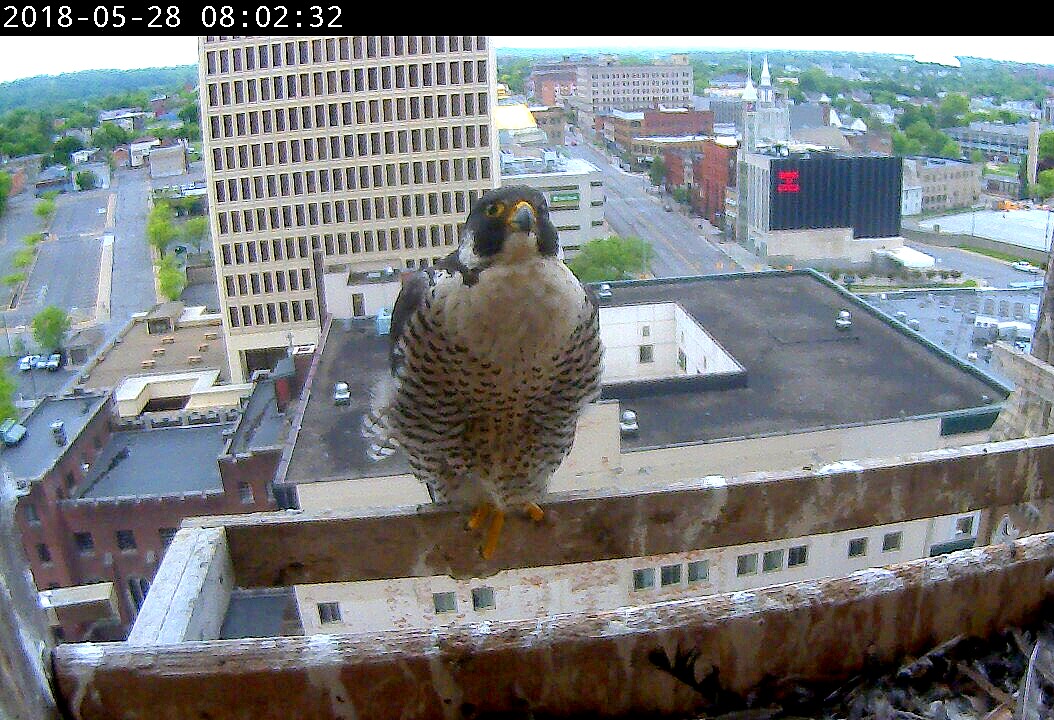 Astrid on the cross-perch with a full crop