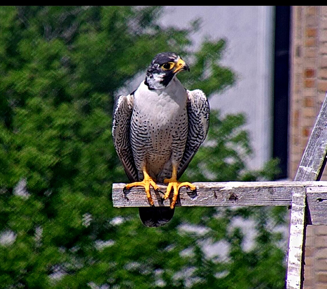 Ares on the long perch