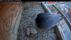 Chick three peeks out between siblings