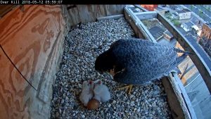 Chick 3 eating his first bite of food