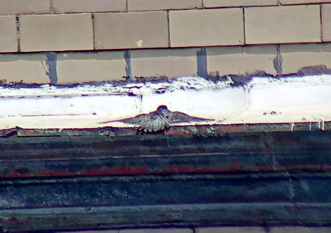 Astrid sunbathing on the hotel ledge