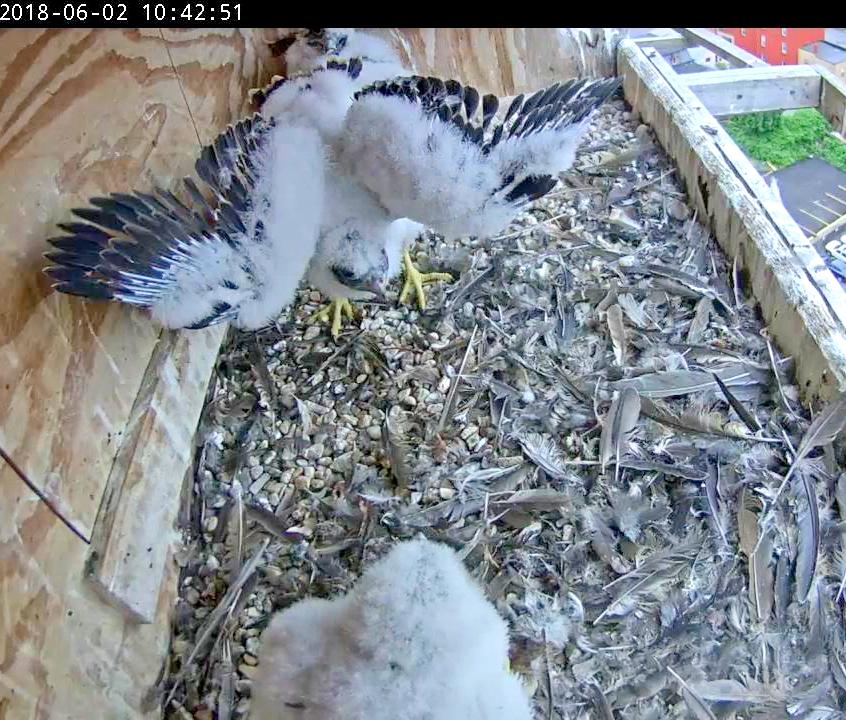 Substantial wing feather development