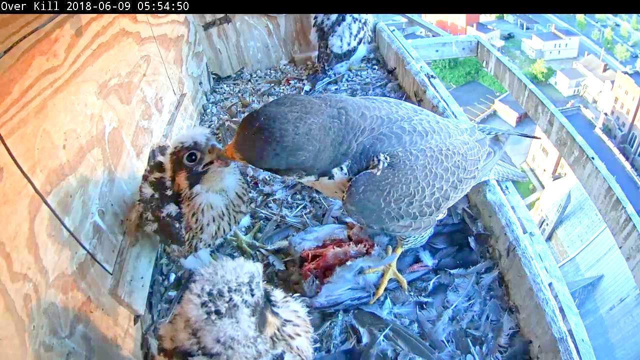 Astrid feeding the nestlings