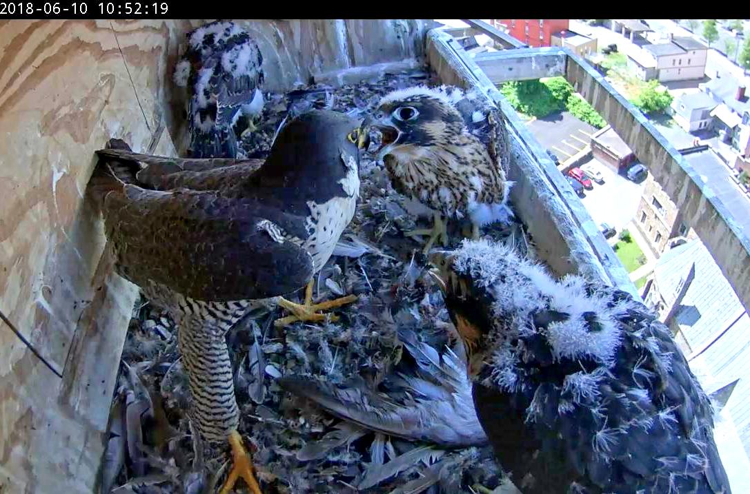 Astrid feeds the chicks from a Pigeon wing that was already in the box