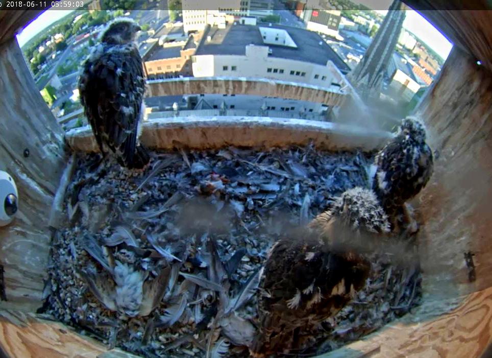 All three nestlings spent at least a little time up on the lip of the box today