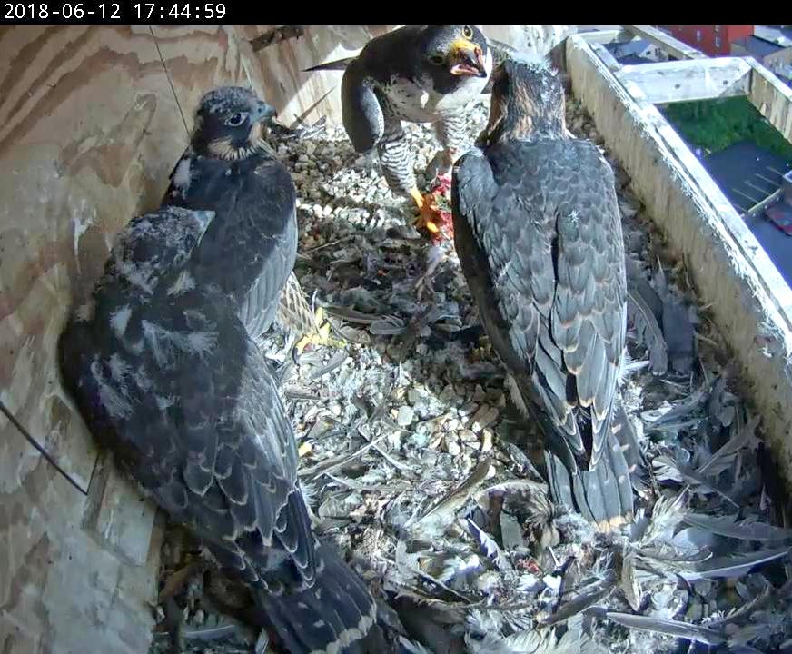 Astrid conducting a feeding