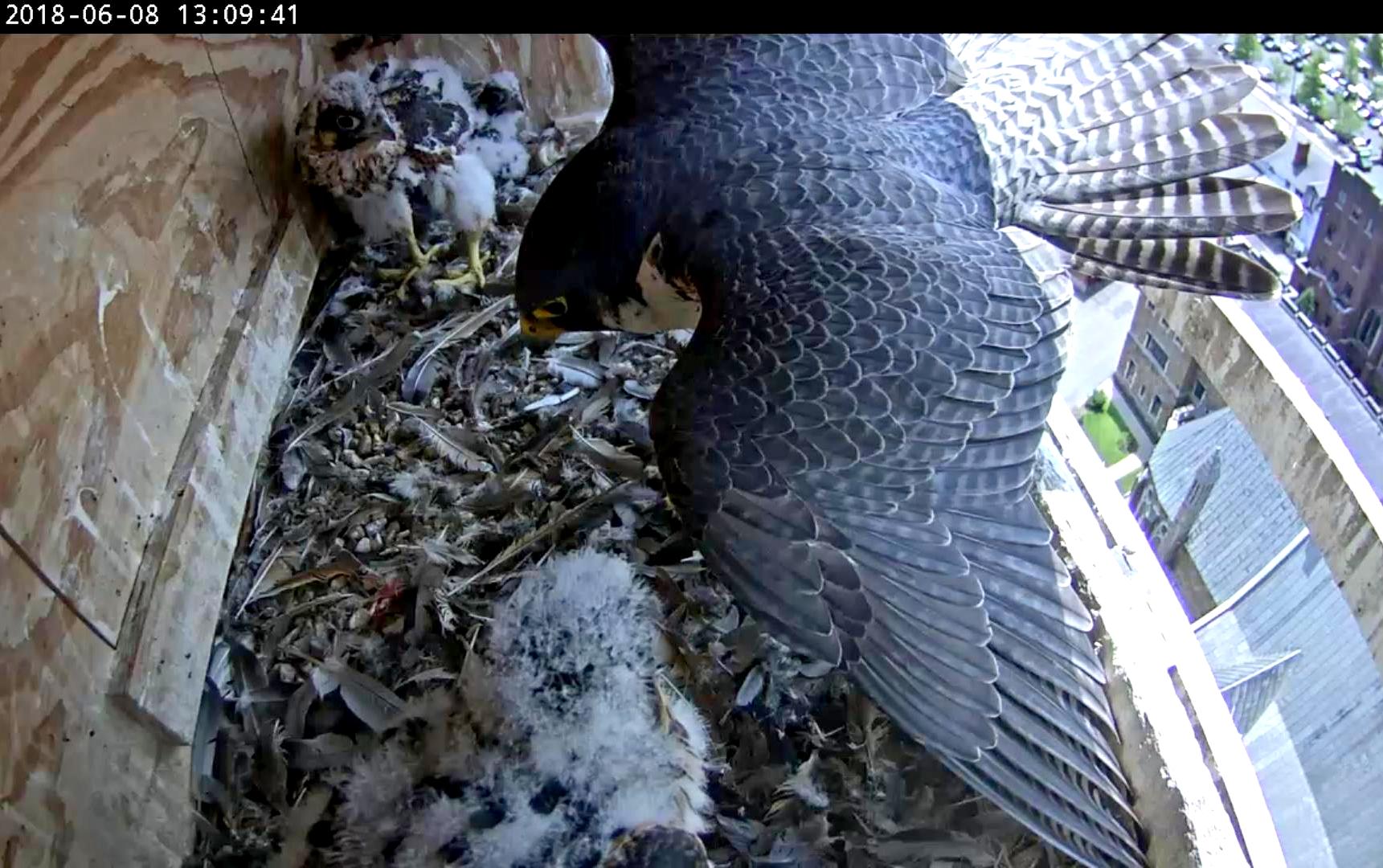 Astrid doing some wing stretching of her own