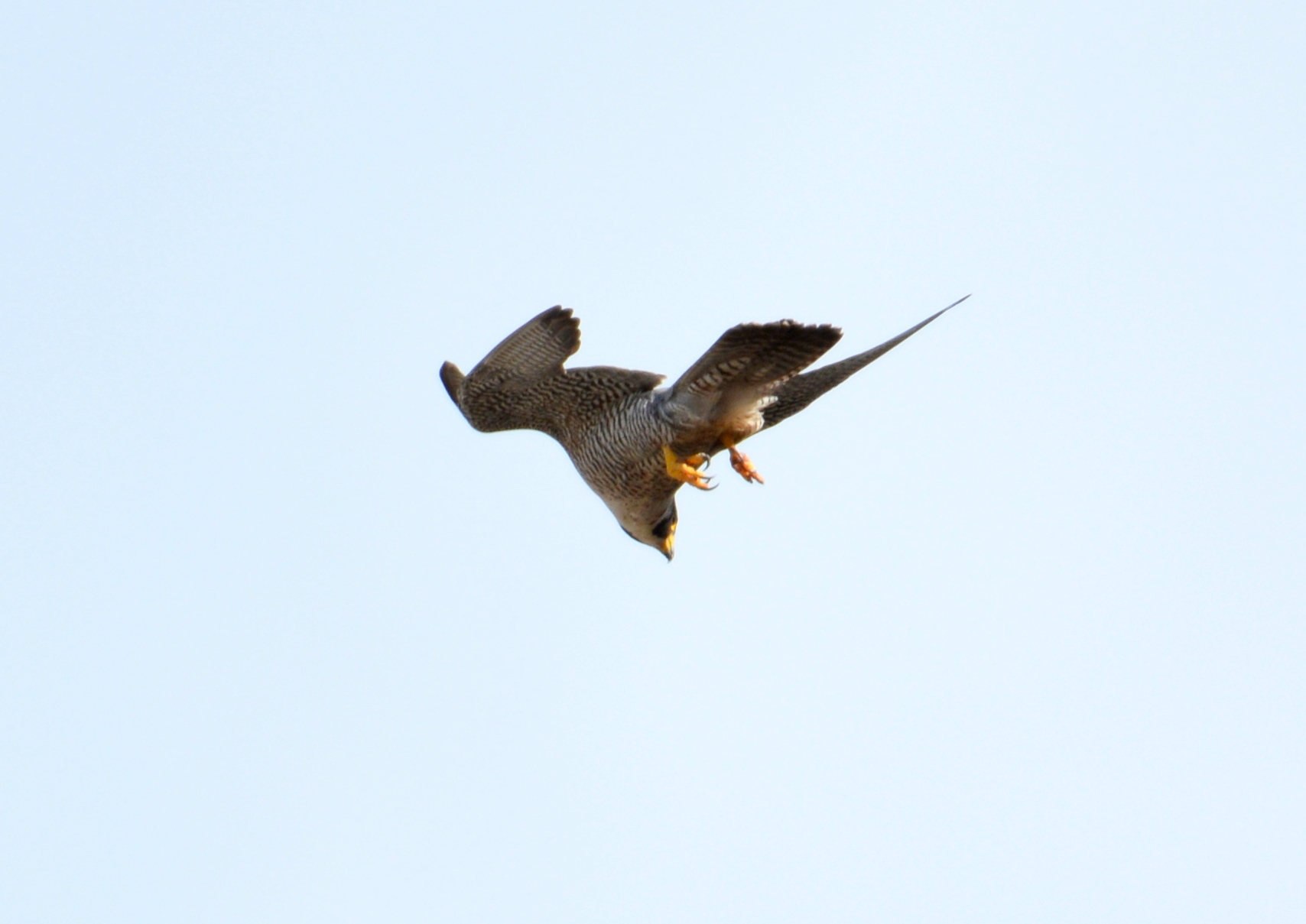 Astrid hovering over the ADK Bank building and looking back at the nest