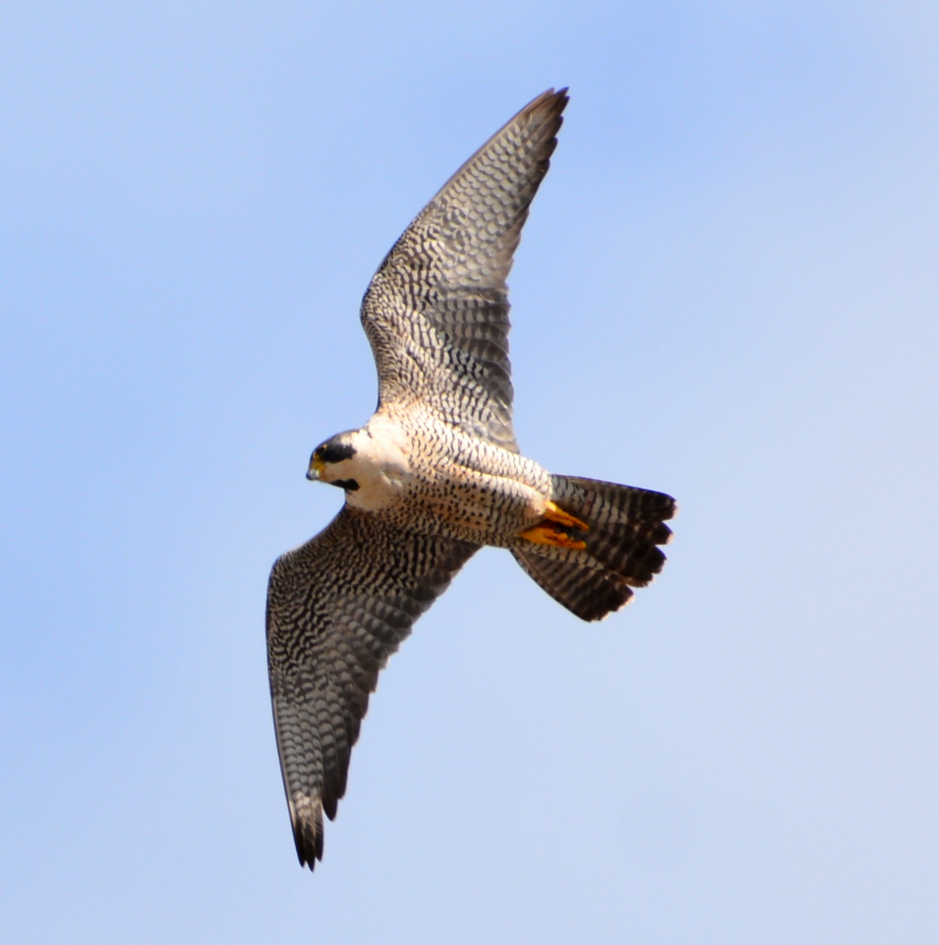 Astrid giving demonstration flights