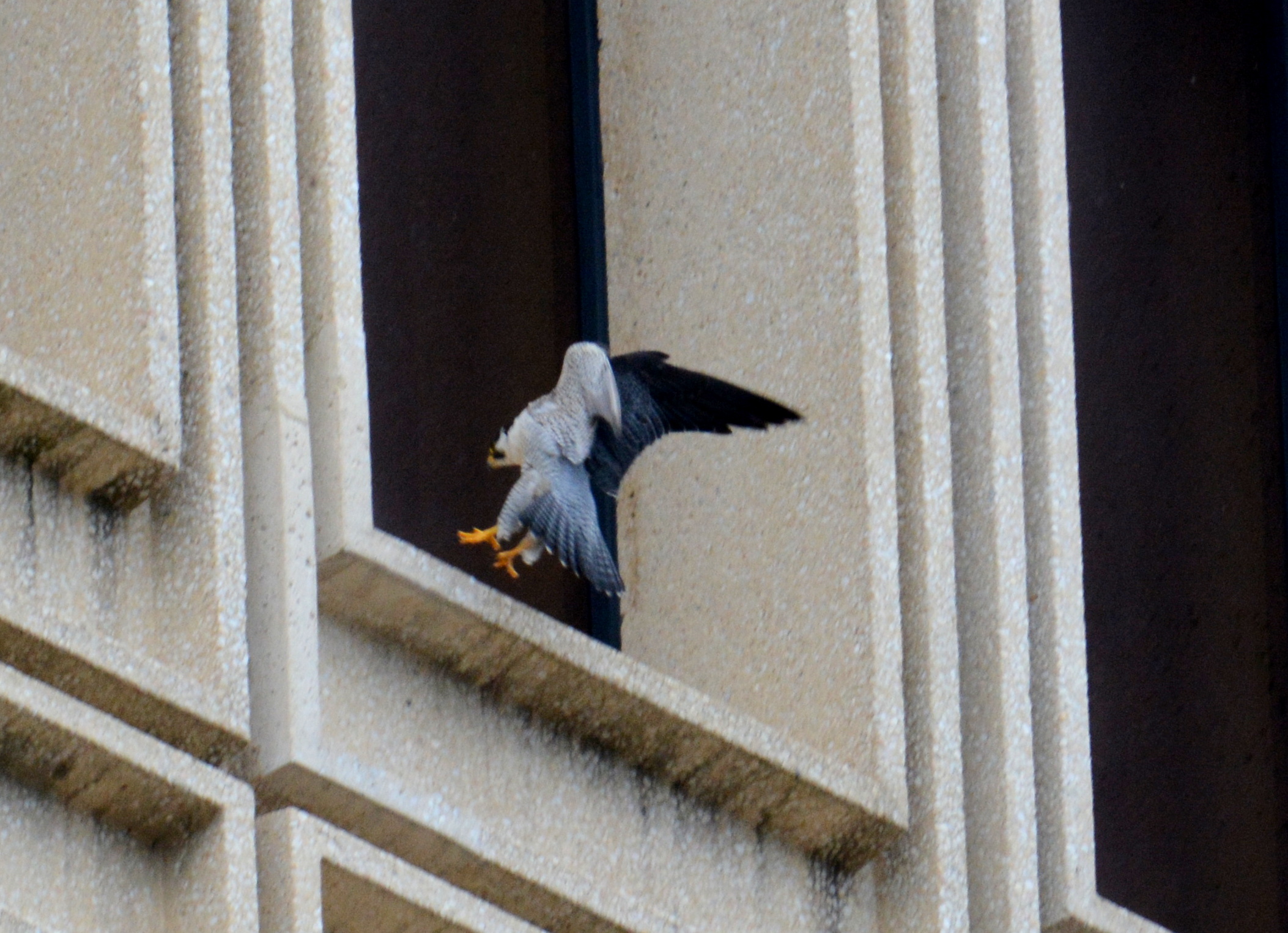 Ares showing that a wide windowsill is also a good place to land for inexperienced fliers 