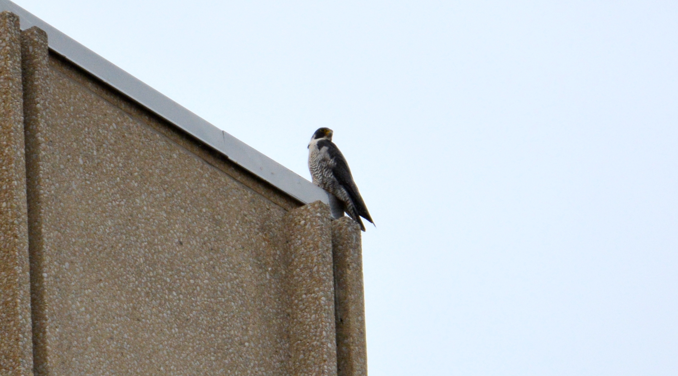 Astrid showing that the State Building roof is a good landing spot