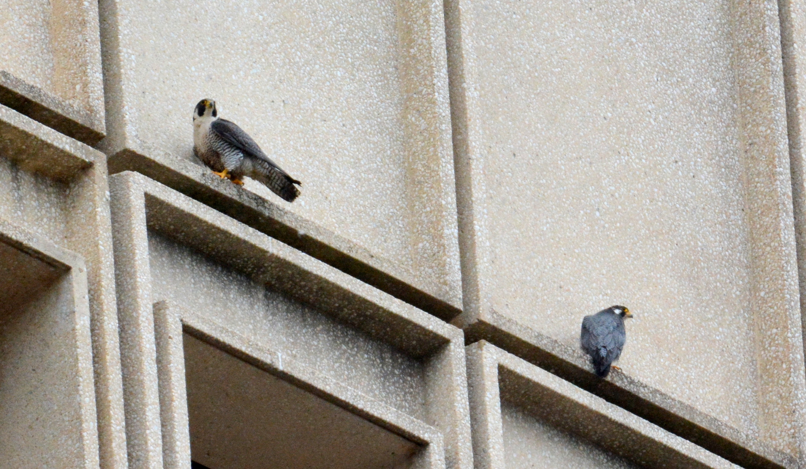 Astrid and Ares on the State Building