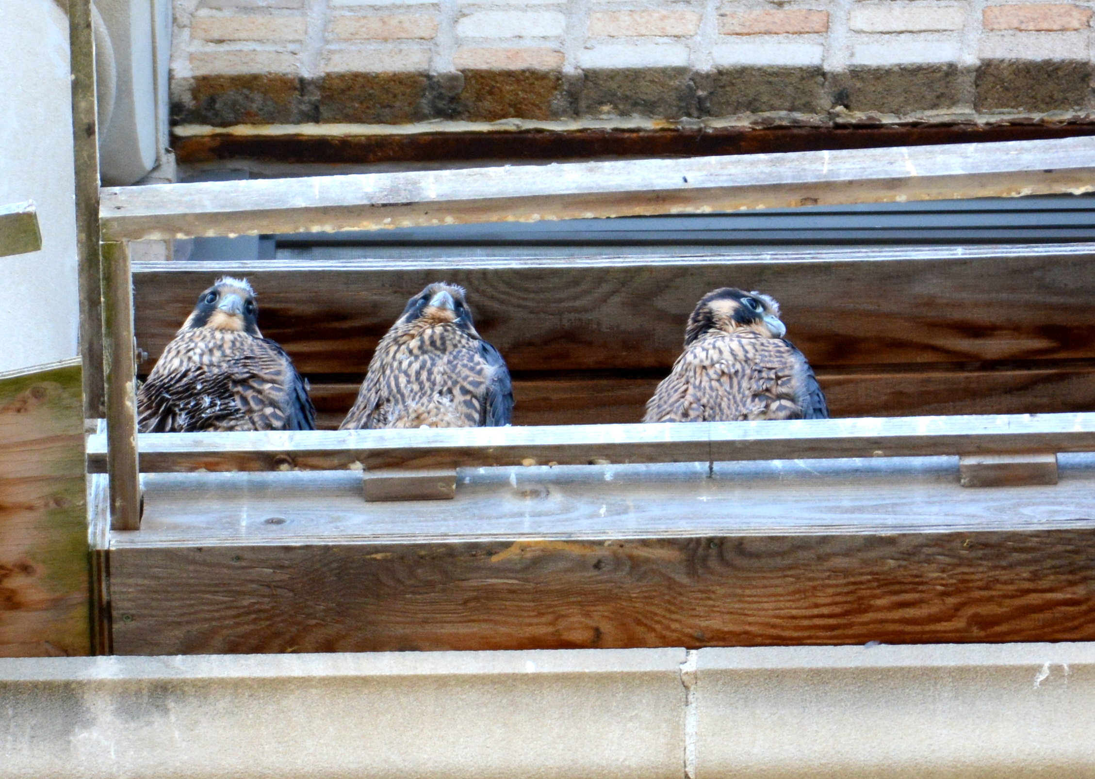 Three nestlings in the box - for now