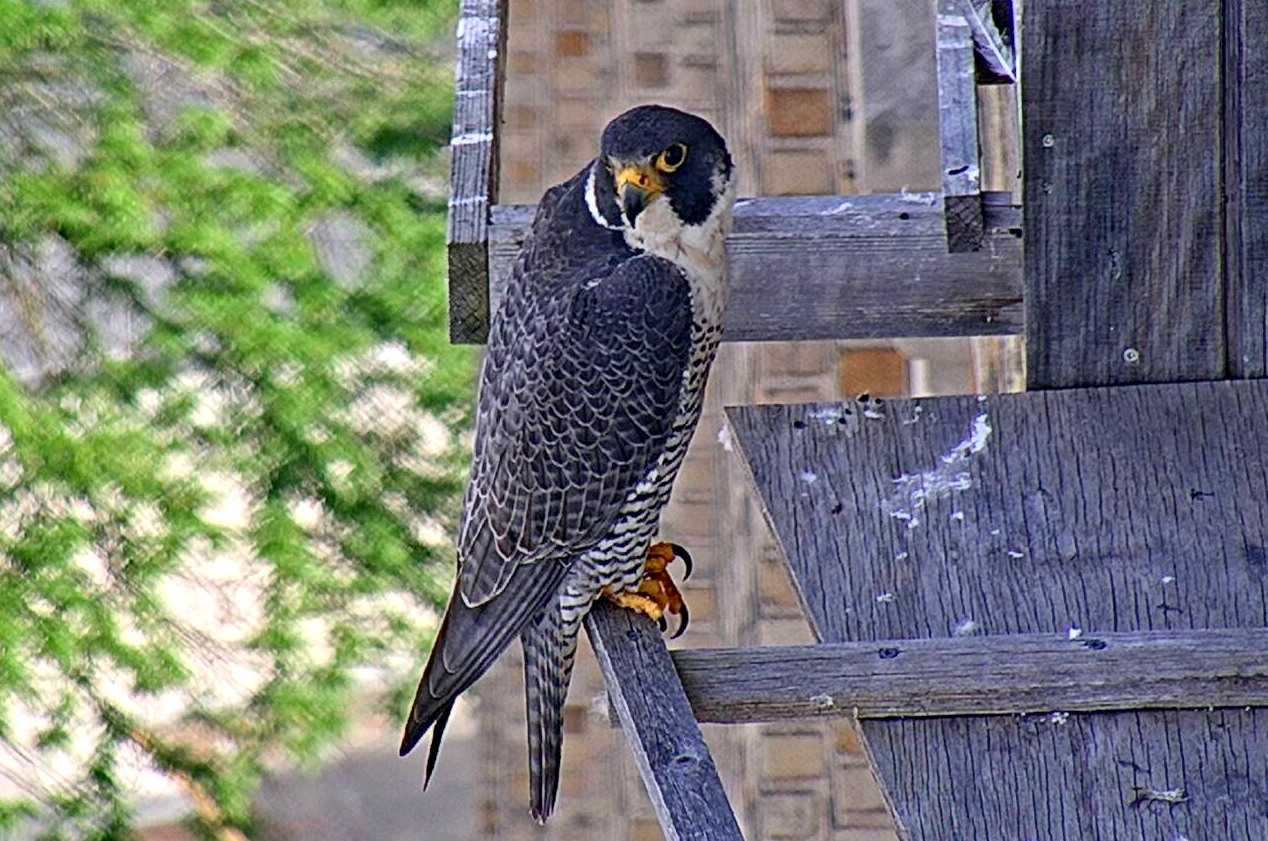 Astrid on the east veranda perch