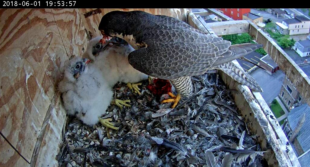 Astrid feeding