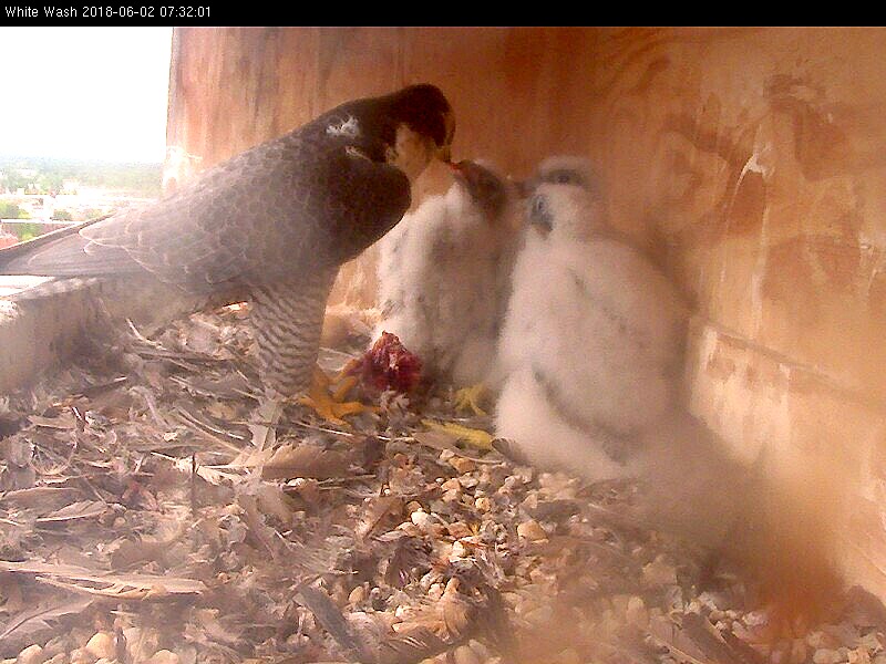 Astrid feeding the young