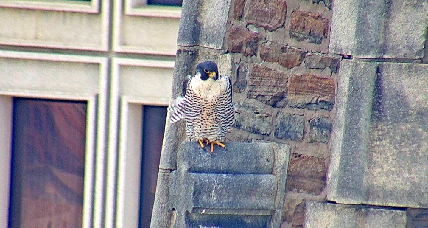 Astrid on the steeple