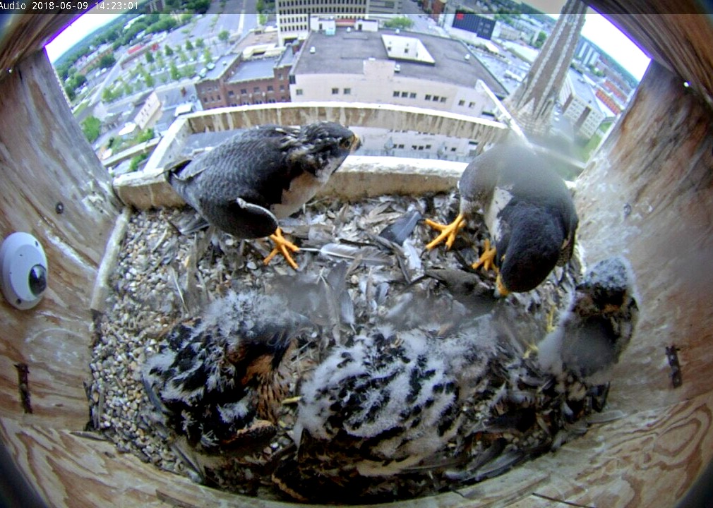 All five falcons together in the box