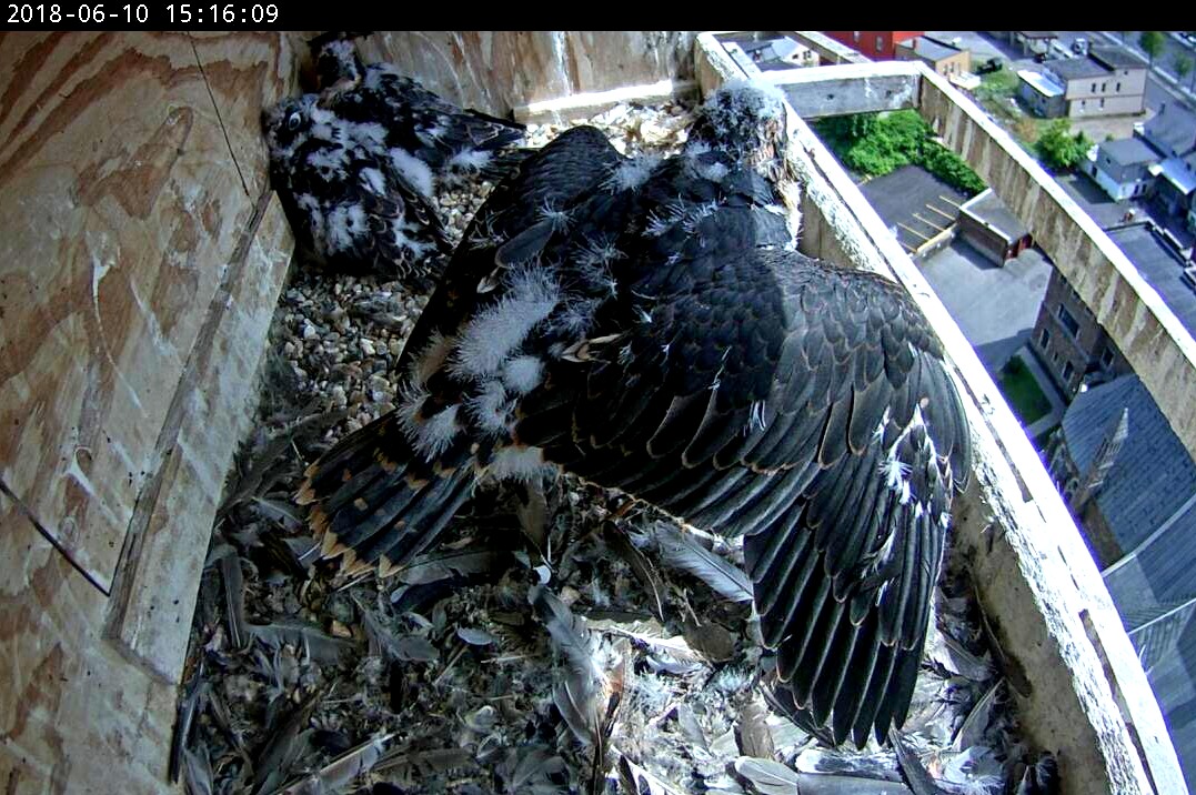 Impressive wing feathers on display