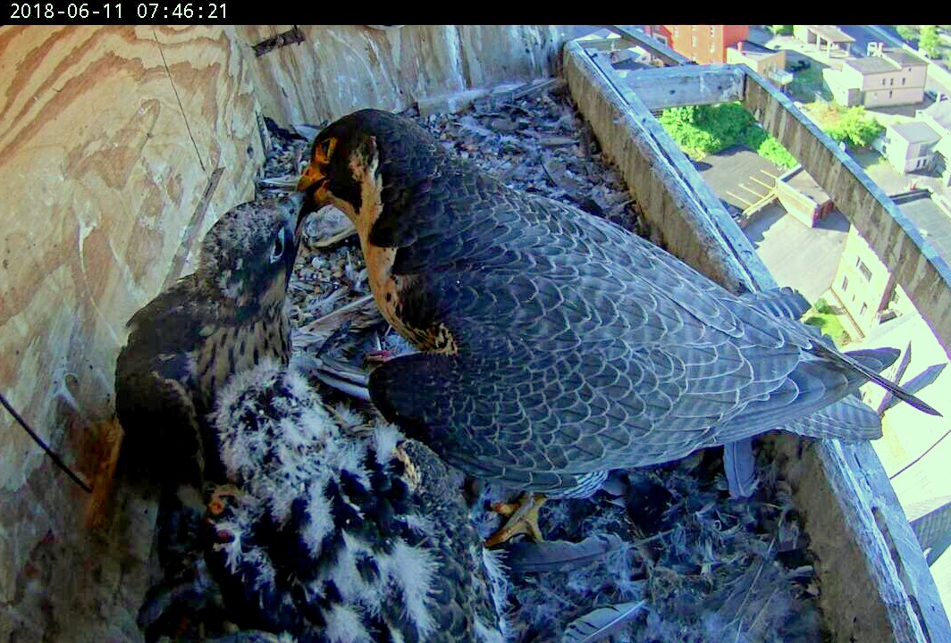 Astrid carrying out a feeding