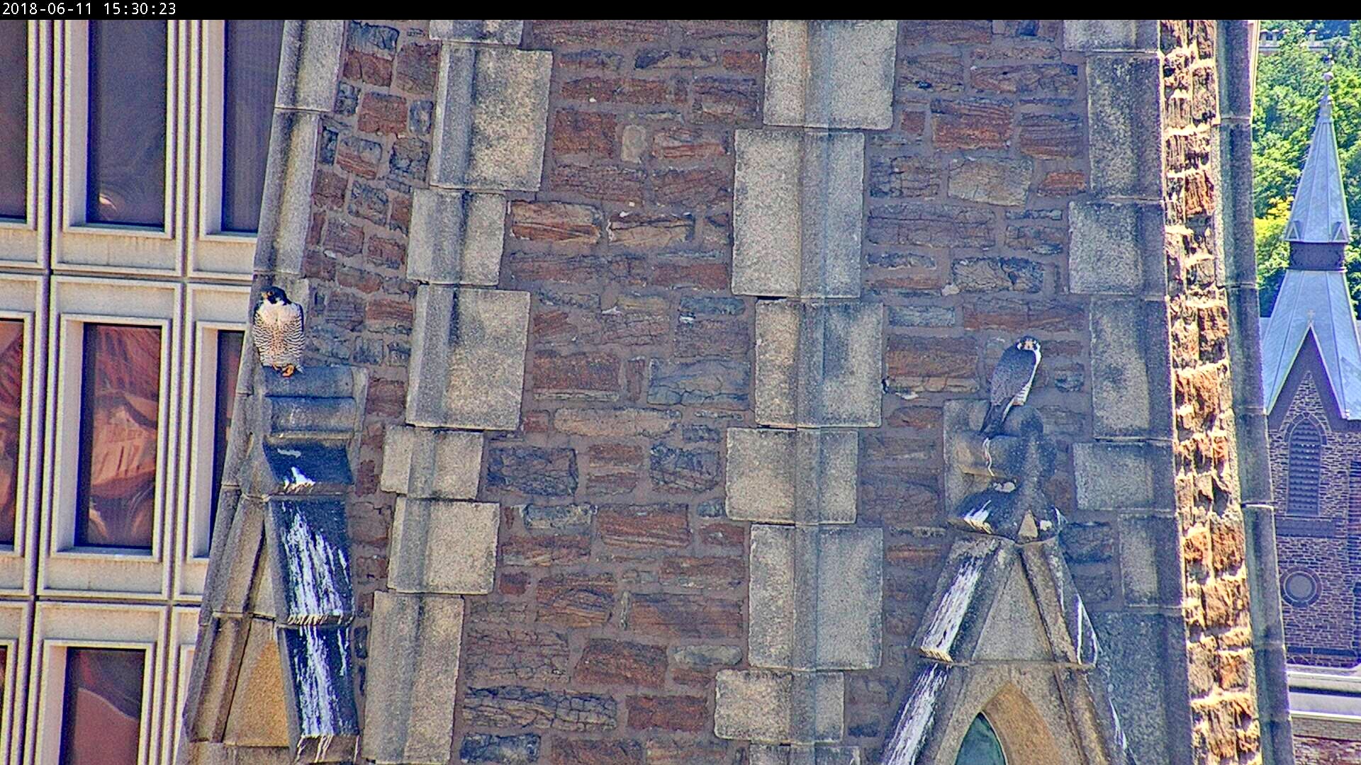 Astrid and Ares on the steeple