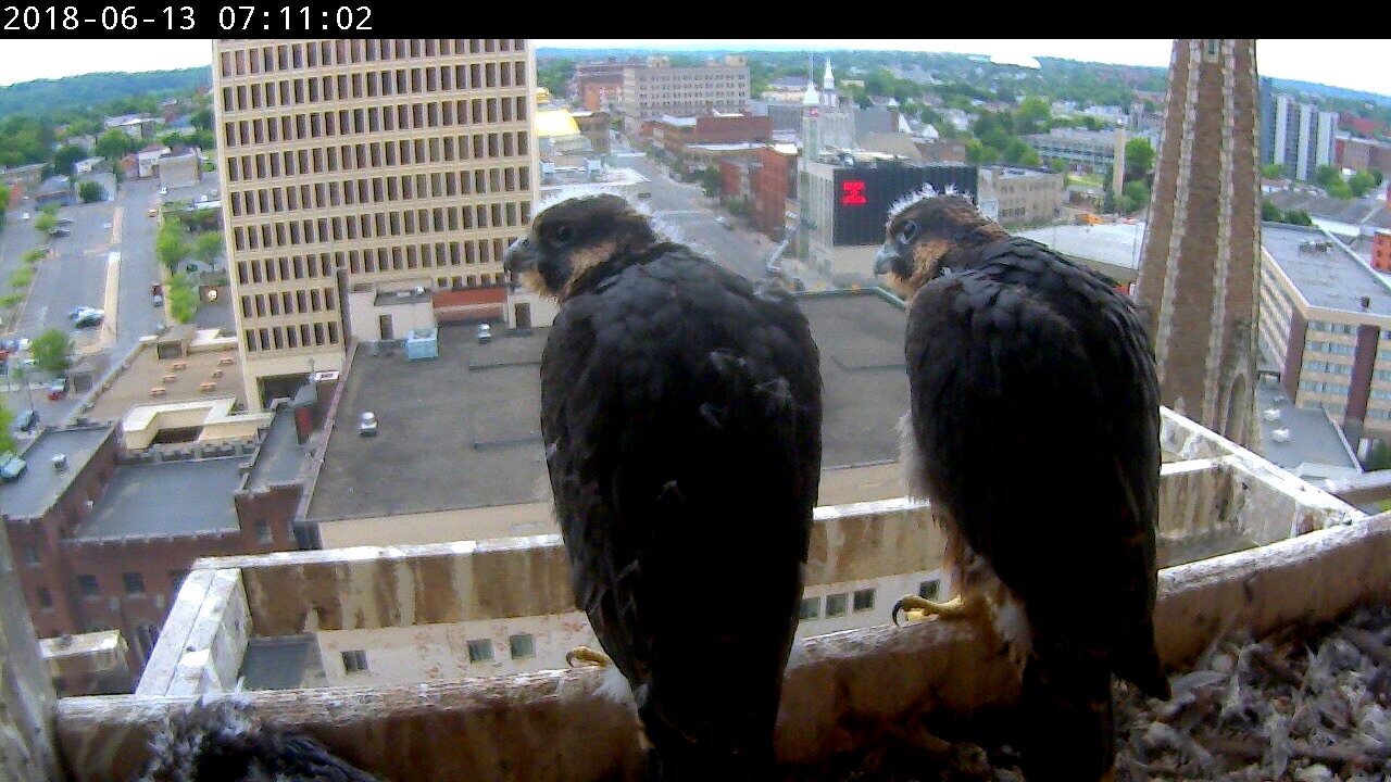 Angel and Milo on the big perch