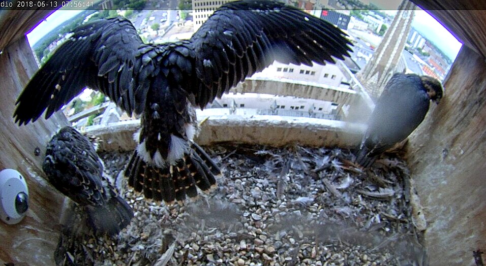 Wing flapping on the rim of the box