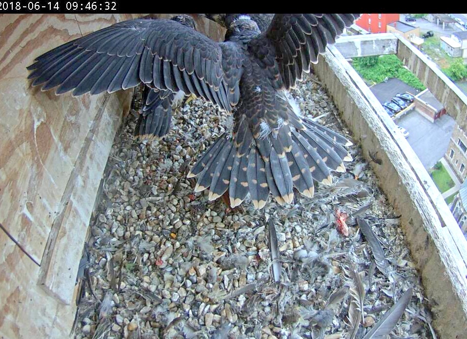 Wing practice in the nestbox