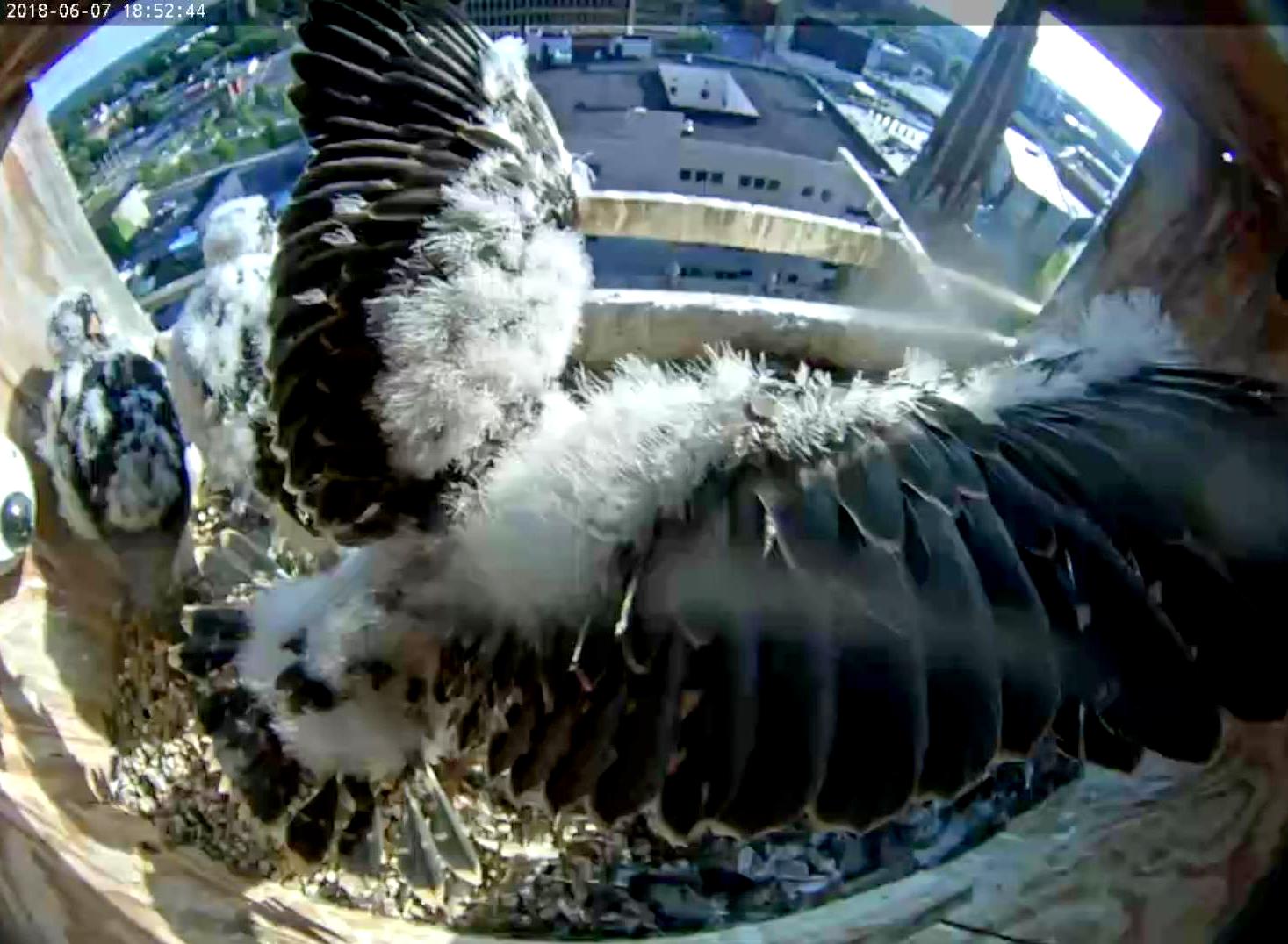 Look at those wing feathers!