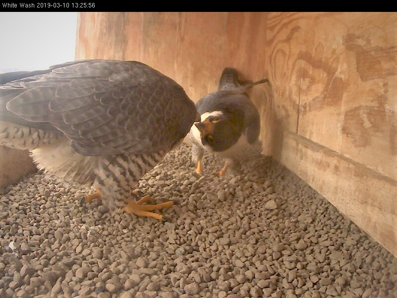 Beak swiping or "beaking" behavior