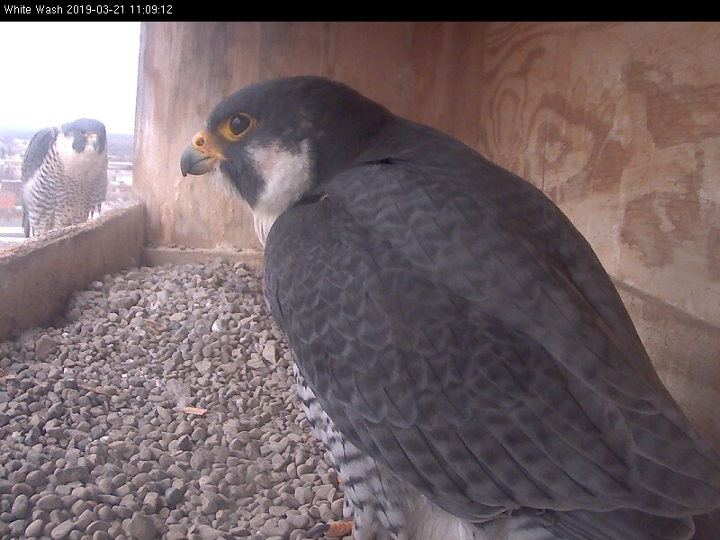 Ares in the box and Astrid out on the veranda