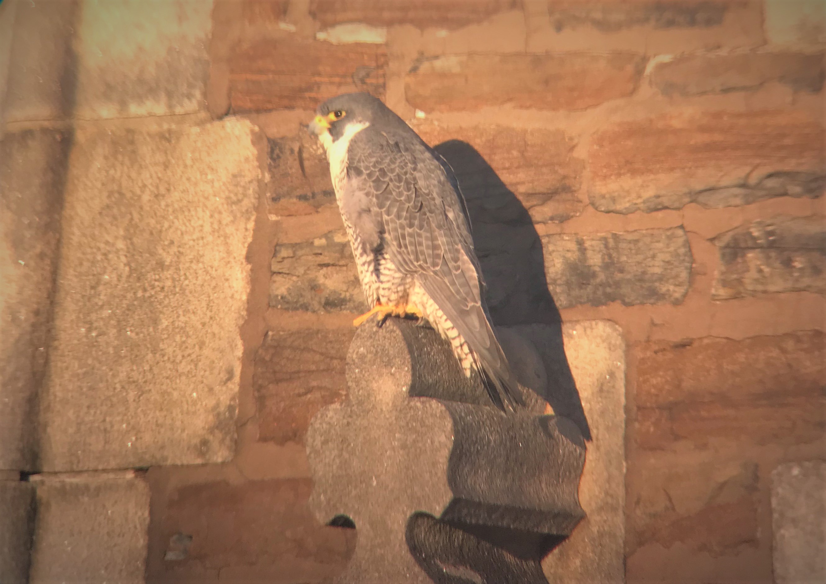 Astrid on the steeple (digiscoped)