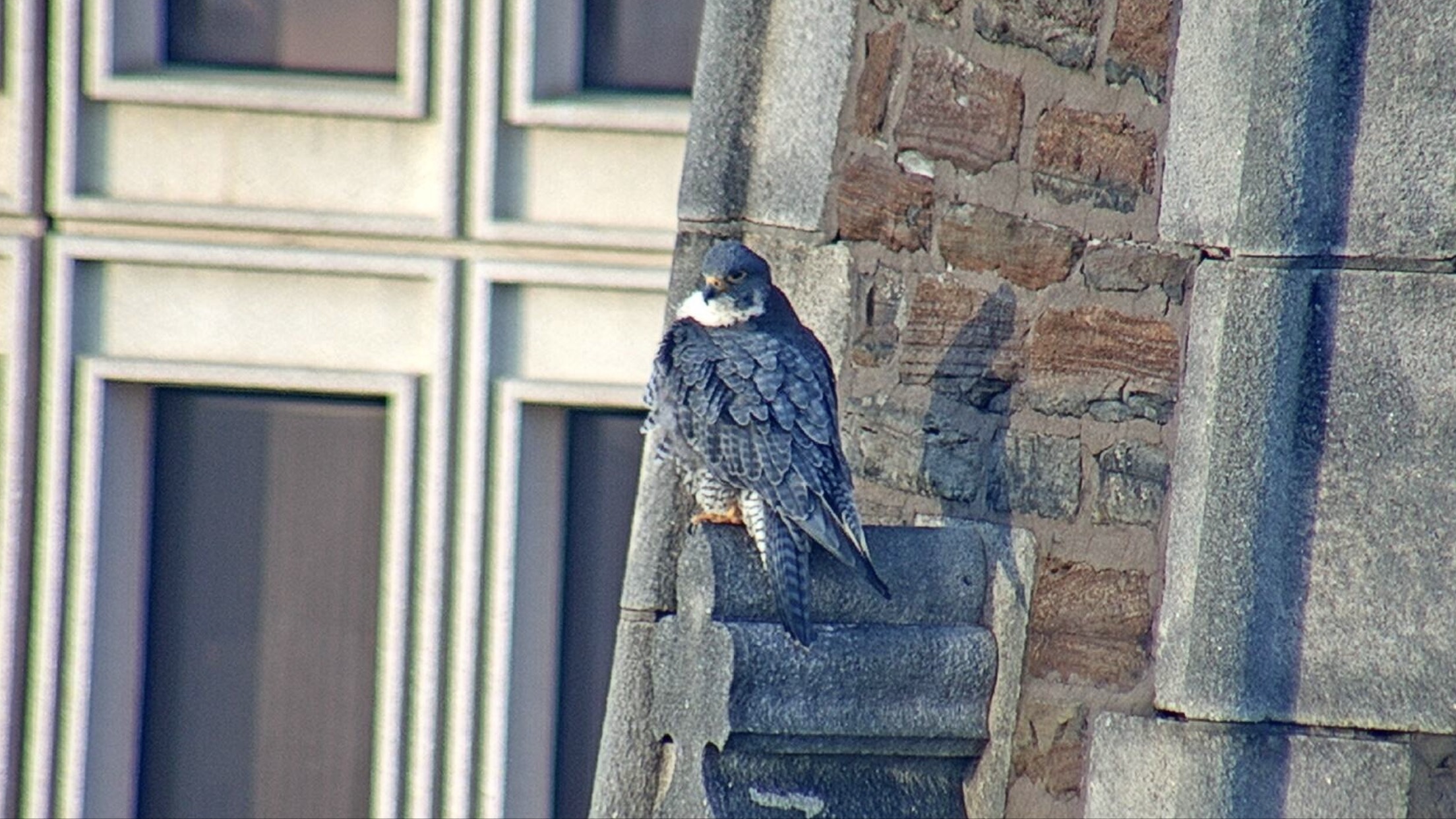 Astrid on the steeple