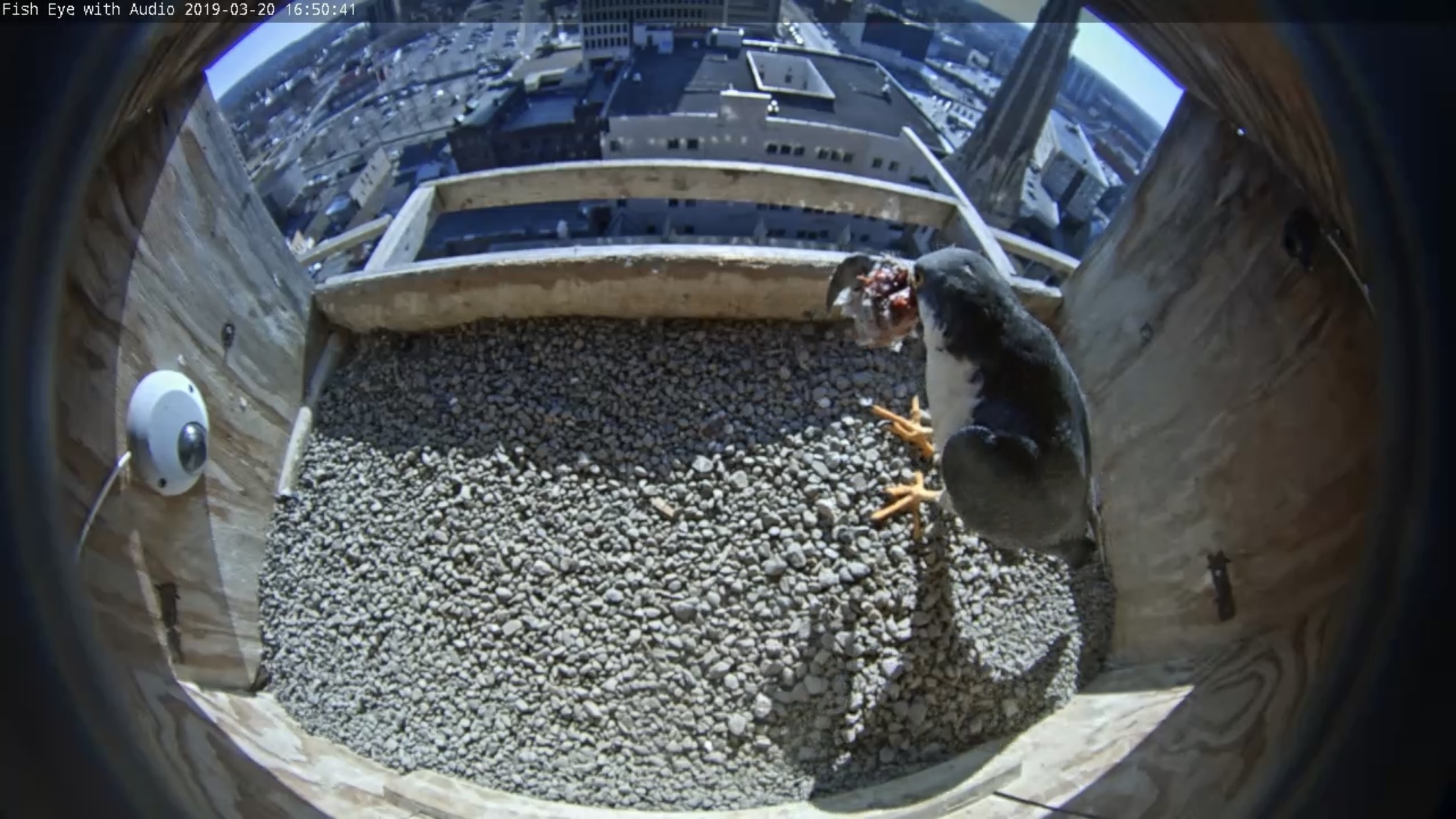 Ares with prey at the nestbox